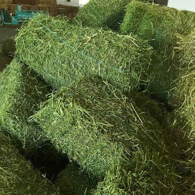 紫花苜蓿干草捆 羊驼专用草料，牛马羊养殖厂的绿色选择