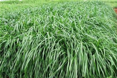 羊的优质牧草品种与饲料选择指南