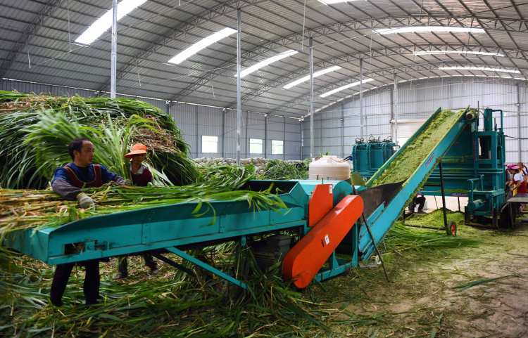 依托草产业优势，构建优质牧草全产业链 草产品深加工与肉牛羊饲料牧草协同发展