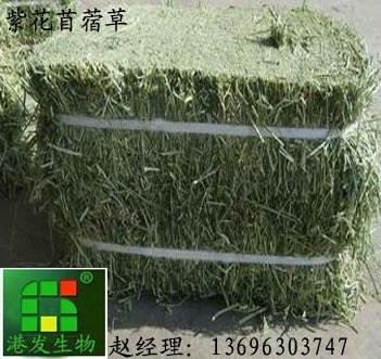 紫花苜蓿草与苜蓿草粉 优质牧草的科学供应与全方位应用