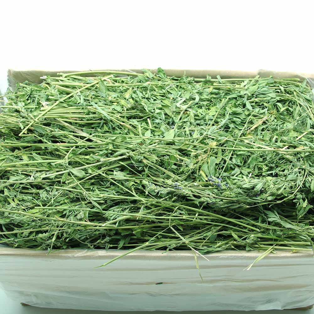 2023年新草紫花苜蓿干草 兔子、龙猫、豚鼠的理想饲料牧草之选