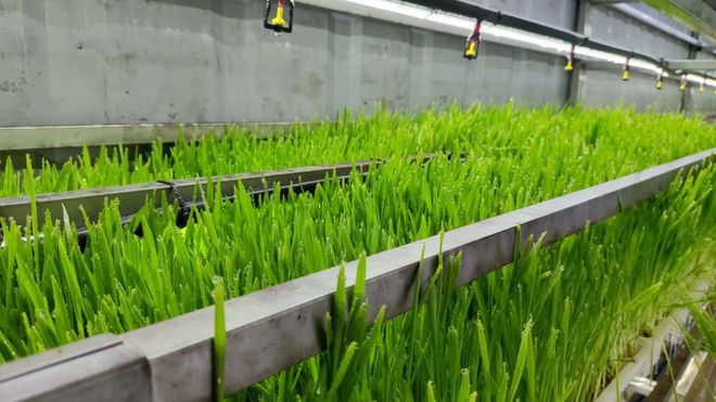 什么是水培牧草植物工厂|种植|青饲料_网易订阅
