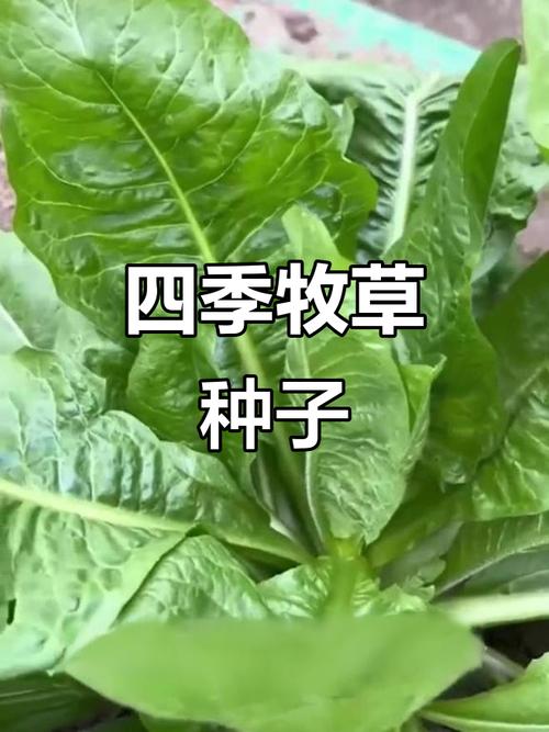 大叶菊苣,四季牧草,适合多种动物饲料