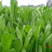 【鲜草 牧草】最新最全鲜草 牧草 产品参考信息